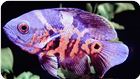 PASSEIO_AQUARIO_SP (42).JPG